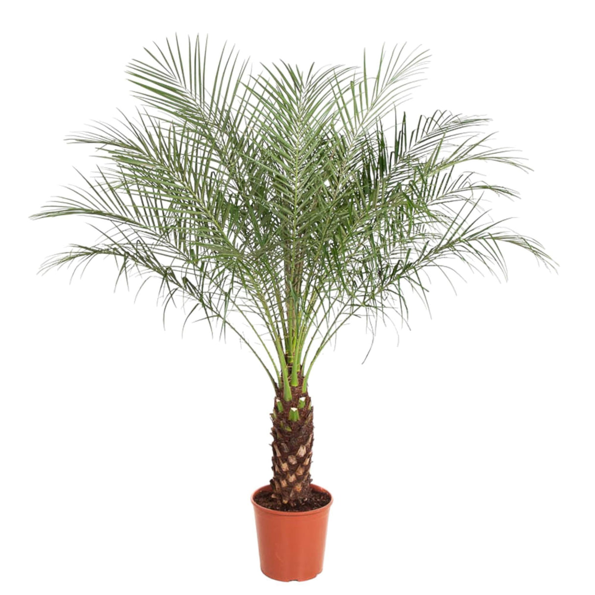 Livraison plante Phoenix Roebelenii - 150 cm - ø27