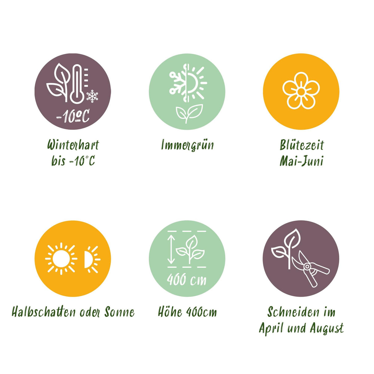 Livraison plante Photinia fraseri Carre Rouge – Lot de 8 – Hauteur 30 - 35 cm