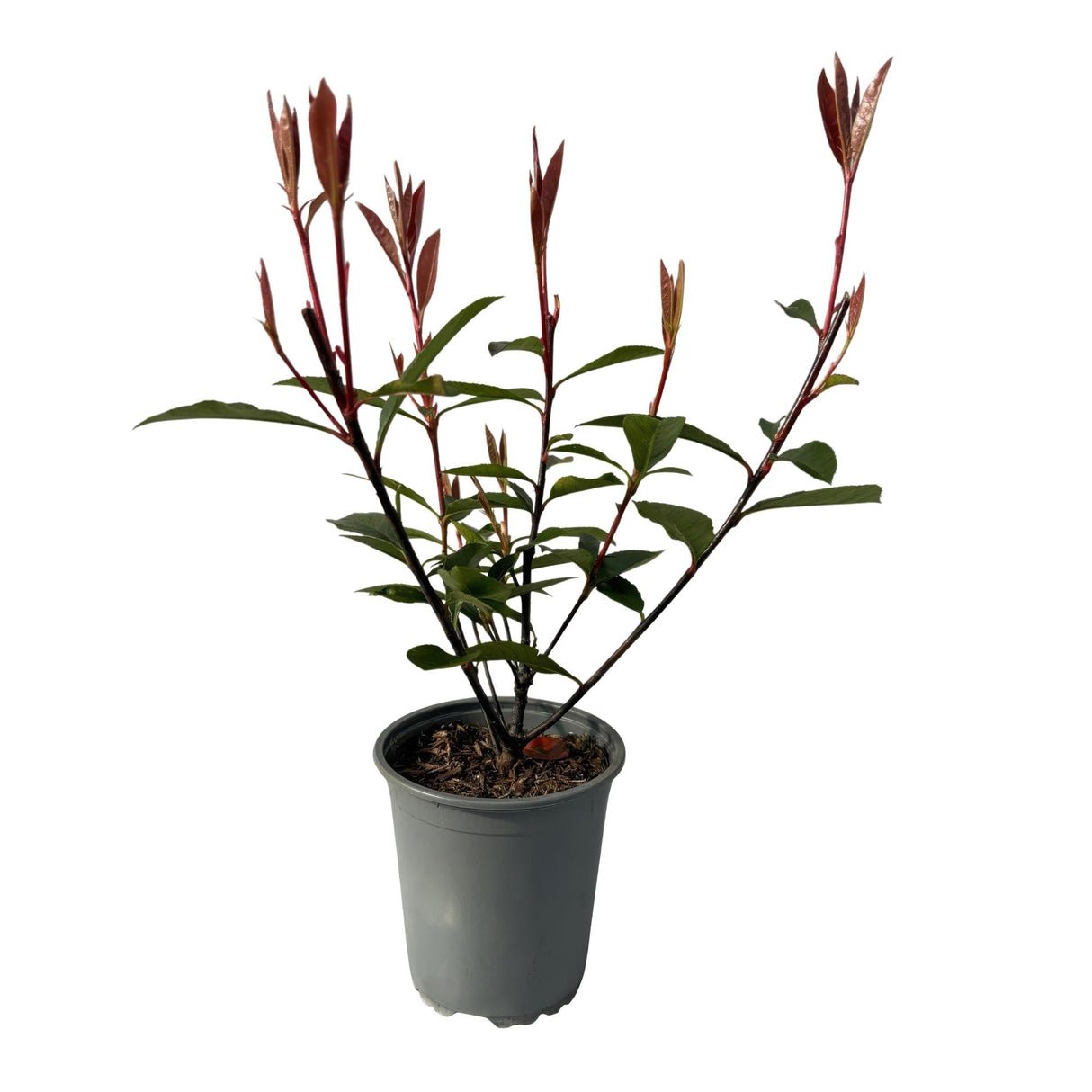 Livraison plante Photinia fraseri Carre Rouge – Lot de 8 – Hauteur 30 - 35 cm