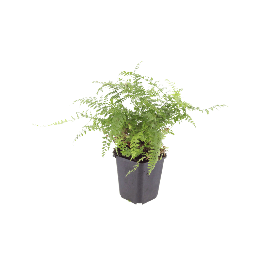 Livraison plante Polystichum fougère à peigne