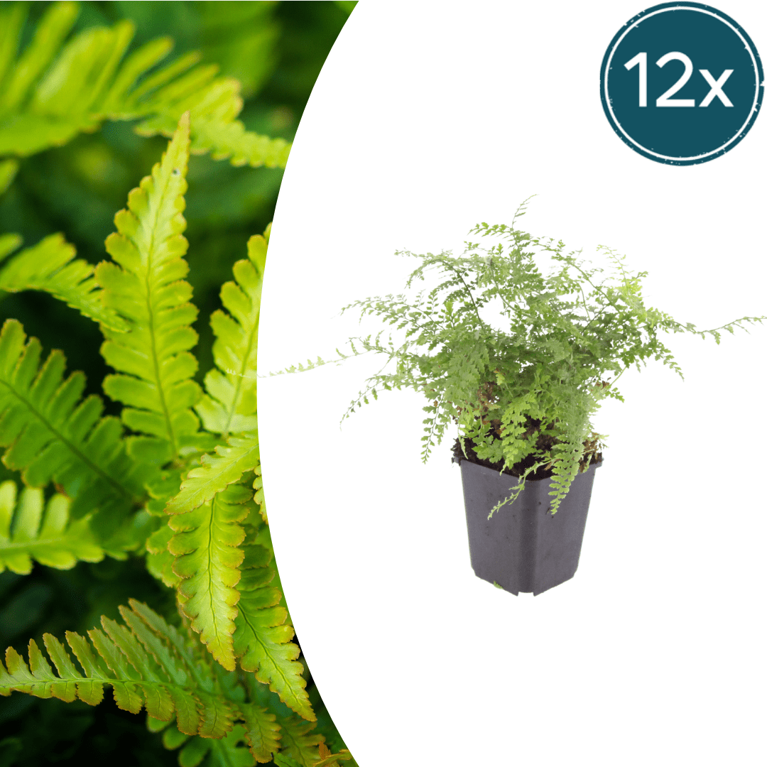 Livraison plante Polystichum fougère à peigne