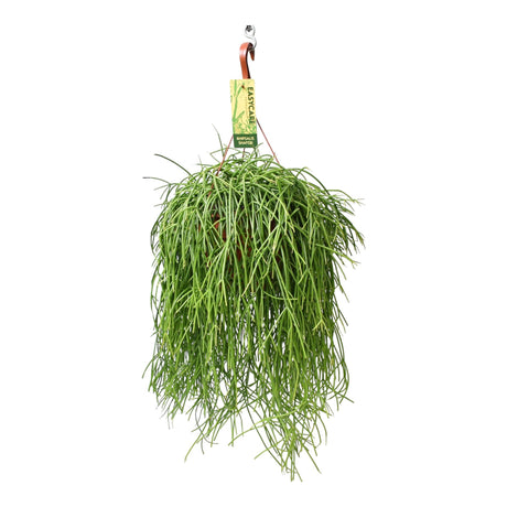 Livraison plante Rhipsalis Baccifera Shaferi