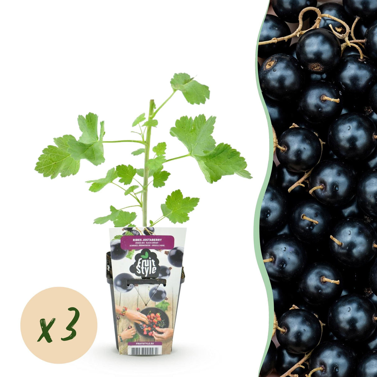 Livraison plante Ribes Jostabes – Lot de 3 – Pot 9 cm