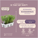 Livraison plante Romarin - Lot de 6