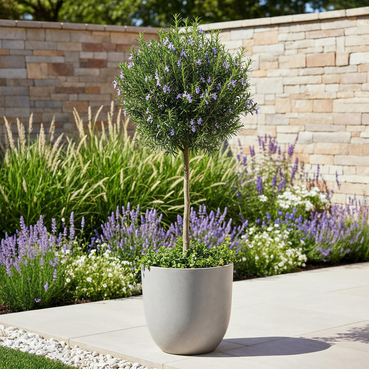 Livraison plante Romarin officinalis â Lot de 1 â Pot 19 cm â Hauteur 90 cm