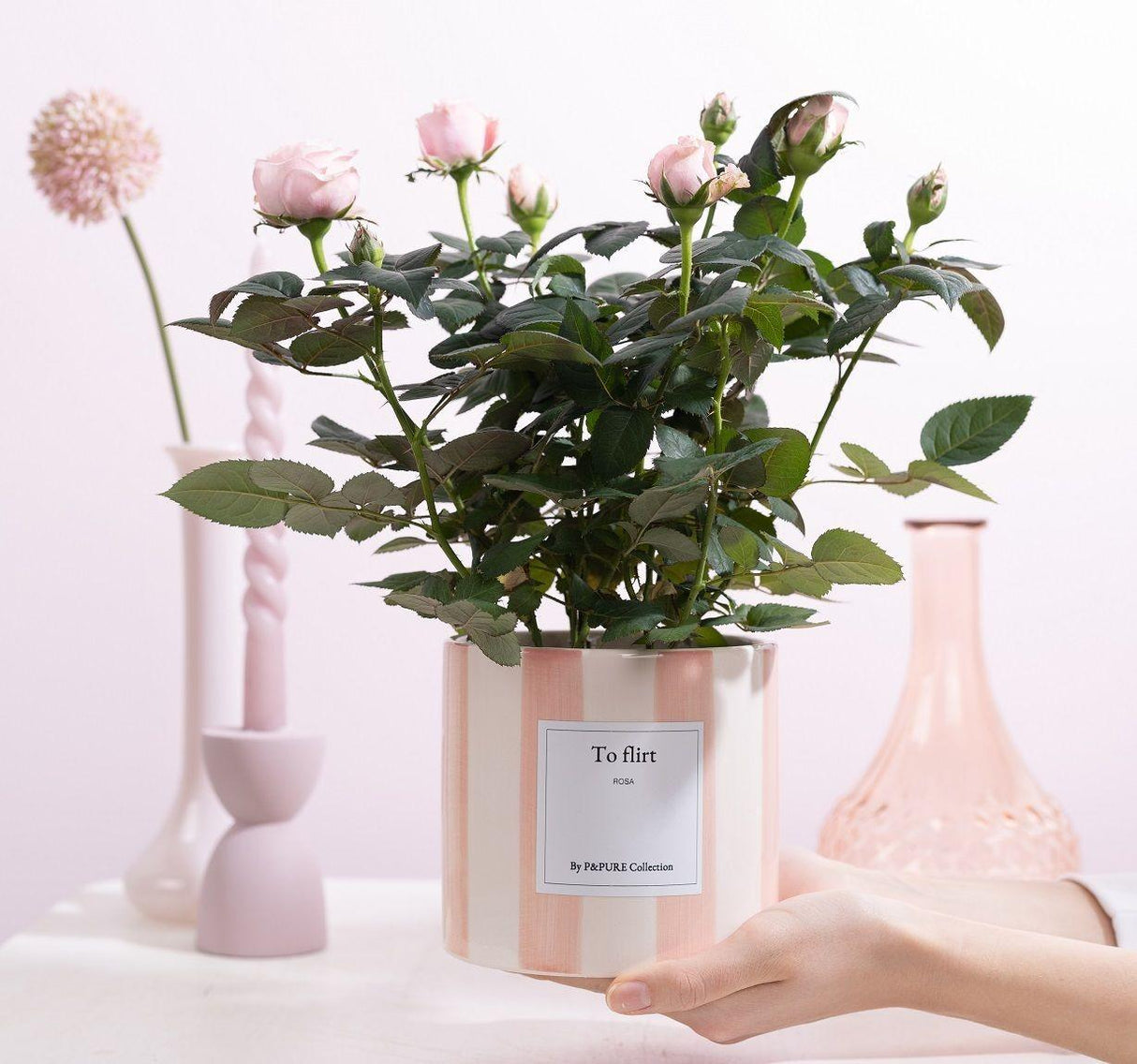 Livraison plante Rosier rose et pot céramique "To Flirt"