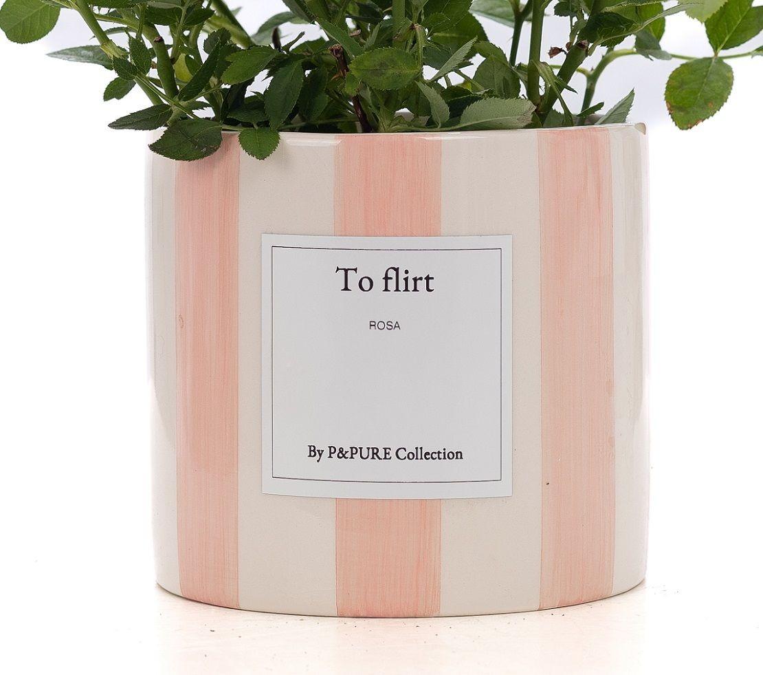 Livraison plante Rosier rose et pot céramique "To Flirt"