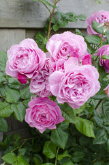 Livraison plante Rosier rose - lot de 3 - ↨65cm - Ø15 - plante fleurie d'extérieur