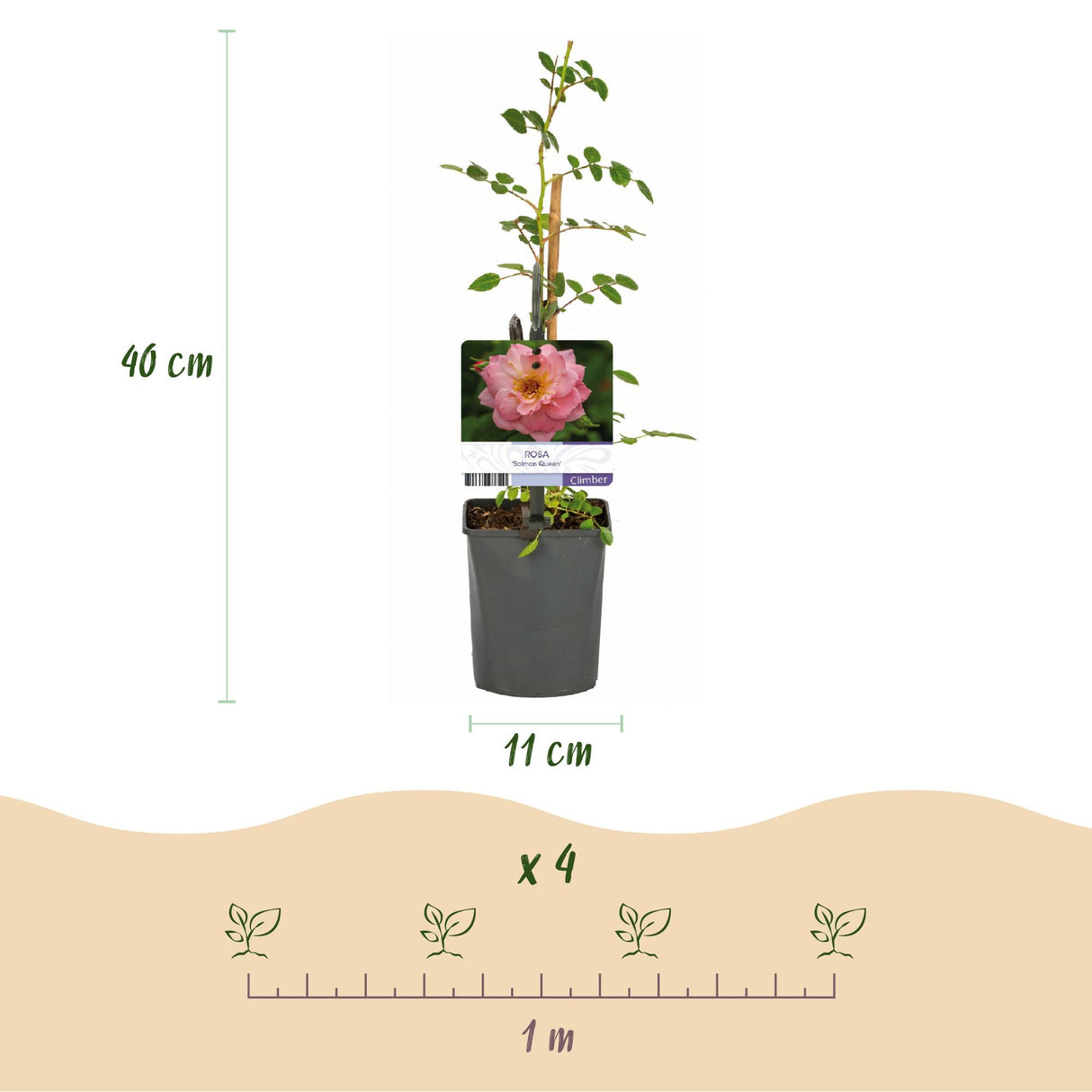 Livraison plante Rosier Salmon Queen – Lot de 2 – Pot 11 cm – Hauteur 40 cm