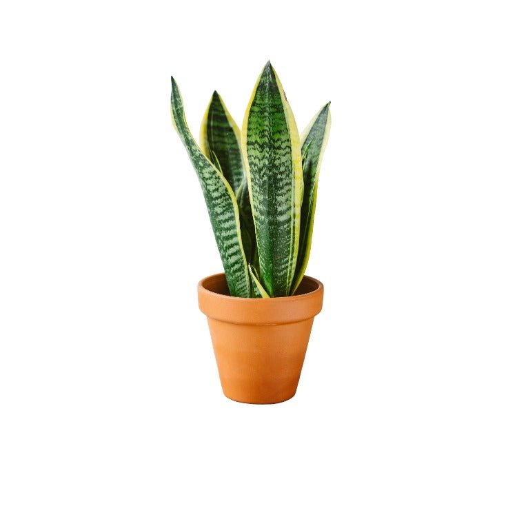 Livraison plante Sansevieria