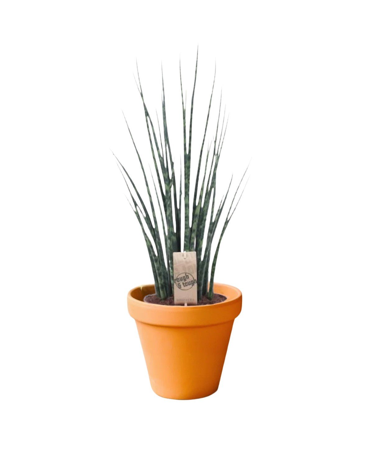 Livraison plante Sansevieria Mikado