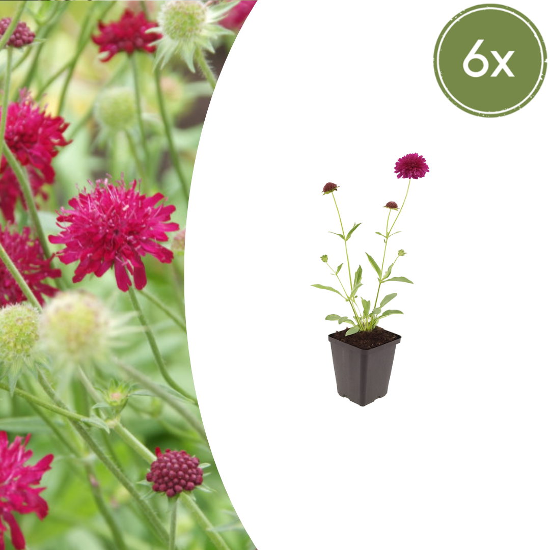 Livraison plante Scabieuse de macédoine