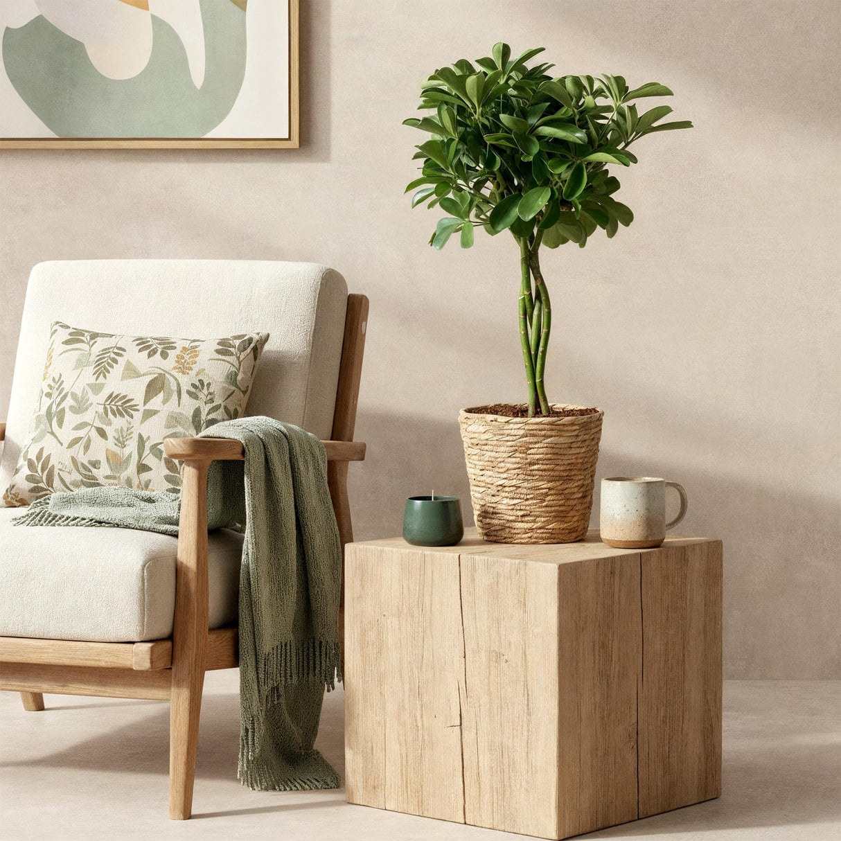 Livraison plante Schefflera Nora