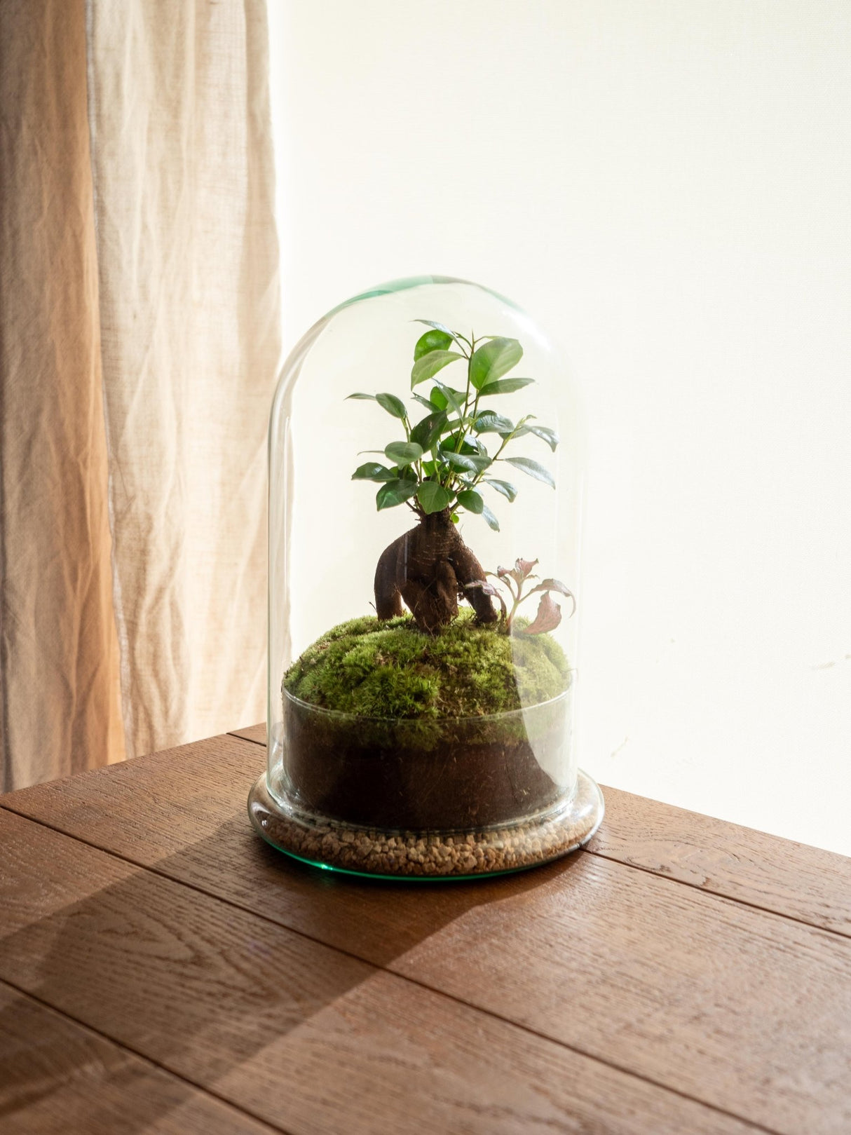 Livraison plante Terrarium - Alma CĂșpula