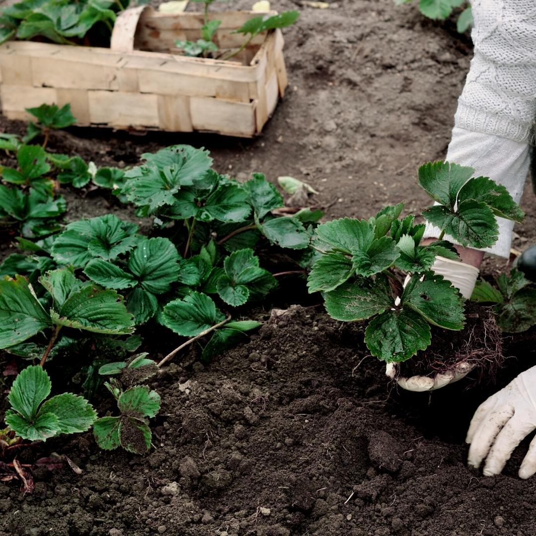 Livraison plante Terreau biologique - 40L