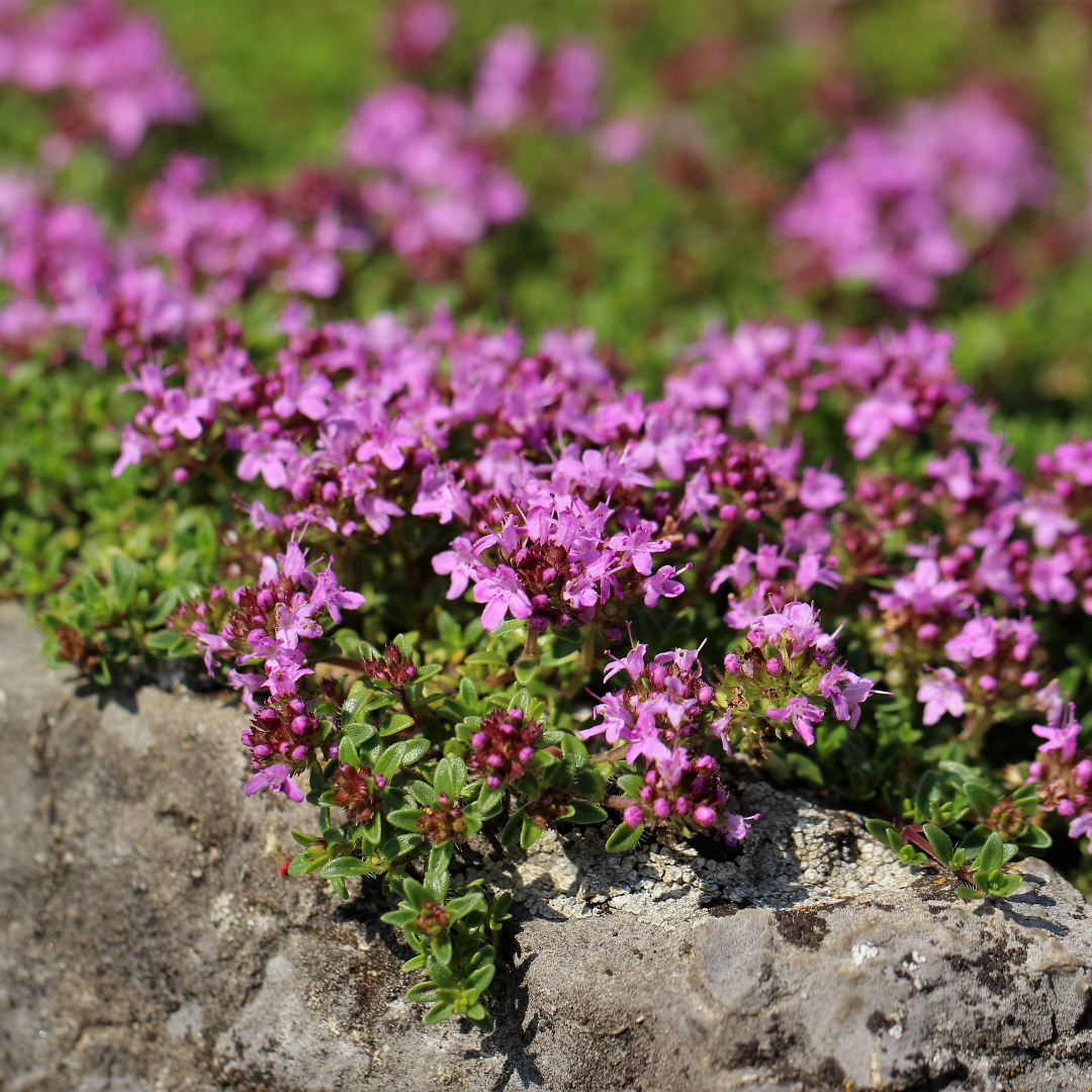 Livraison plante Thym coccineus