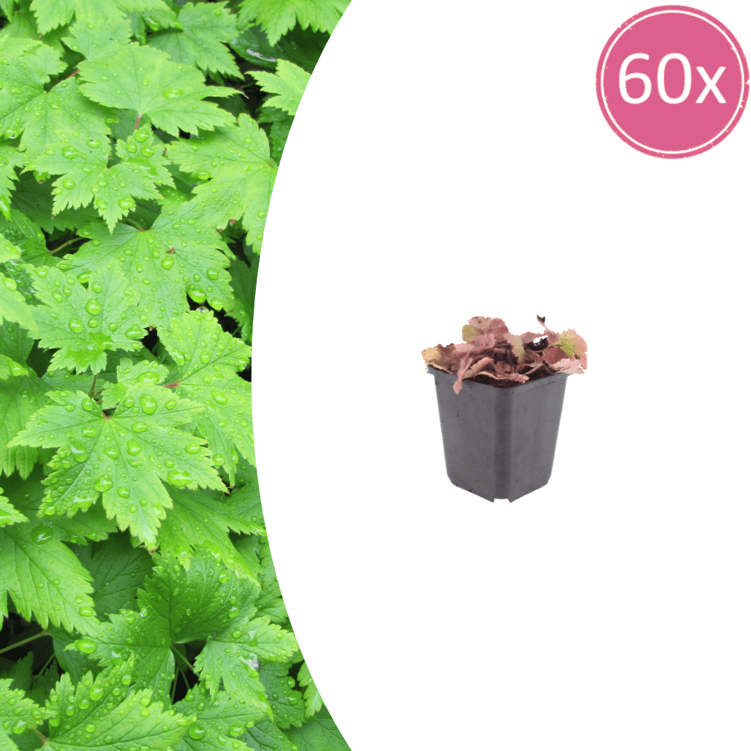 Livraison plante Tiarelle cordifolia