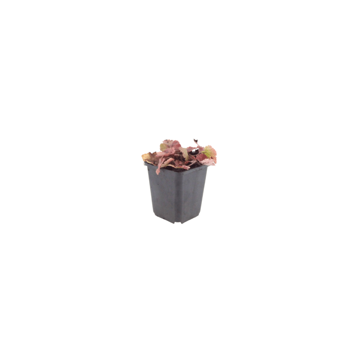 Livraison plante Tiarelle cordifolia