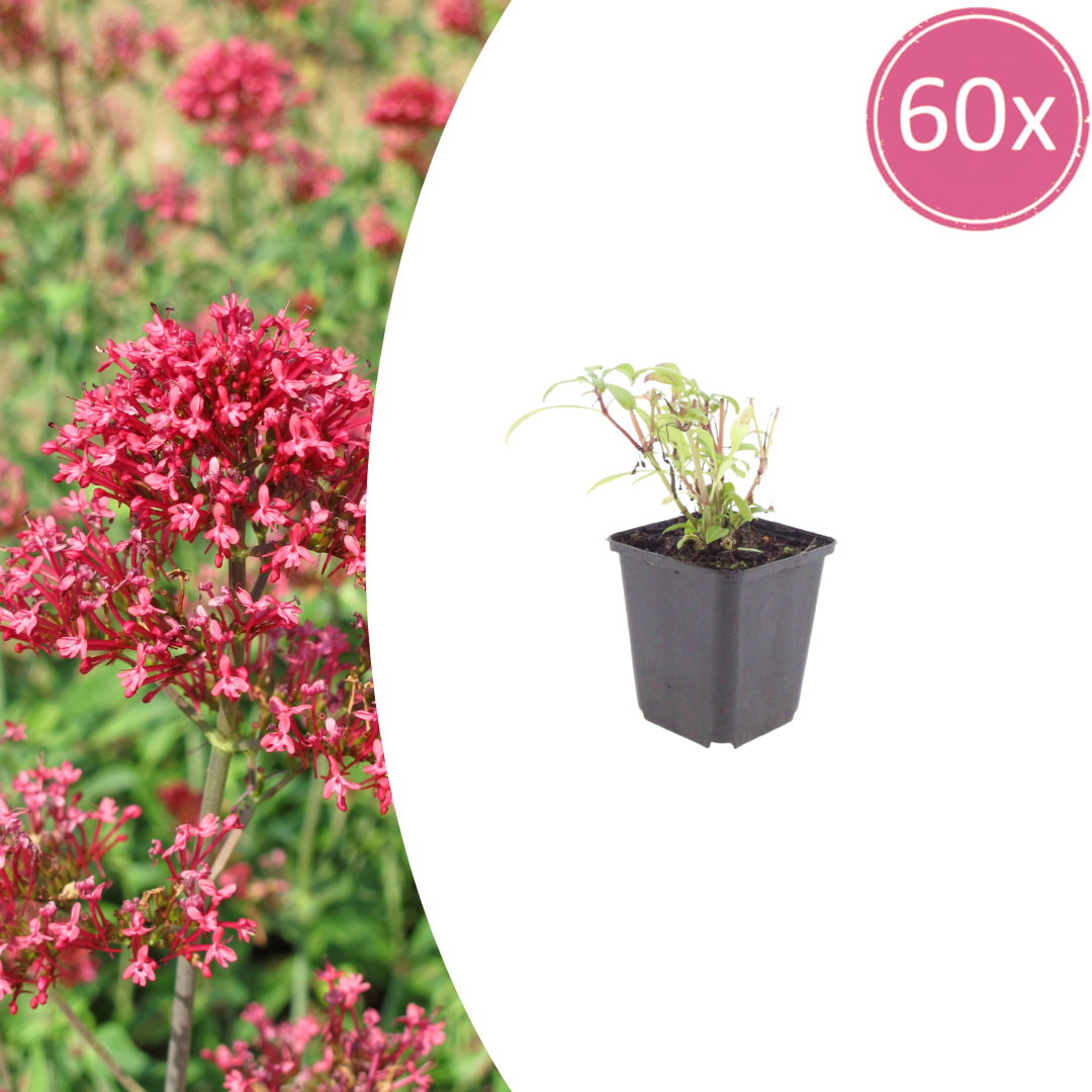 Livraison plante Valeriane rouge