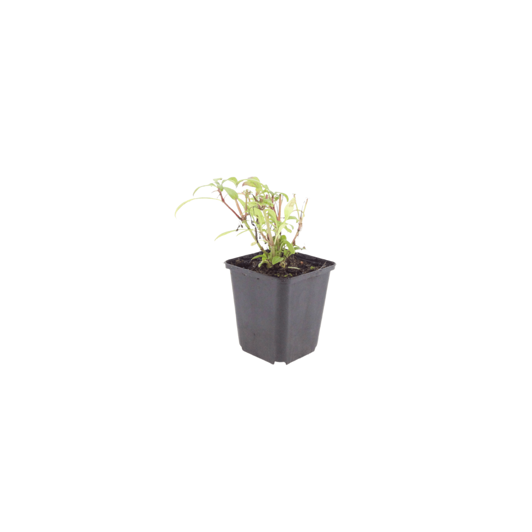 Livraison plante Valeriane rouge
