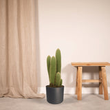 Livraison plante Vatricania Guentheri h55cm - cactus d'intérieur