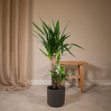 Livraison plante Yucca