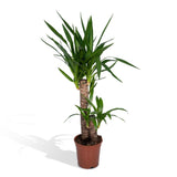 Livraison plante Yucca