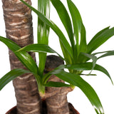 Livraison plante Yucca