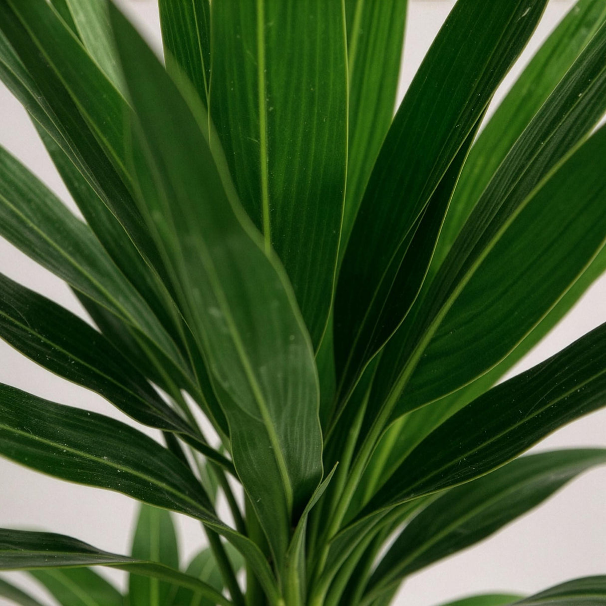 Livraison plante Yucca elephantipes – Lot de 2 – Pot 21 cm – Hauteur 100 cm