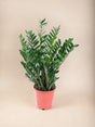 Livraison plante Zamioculcas Zamiifolia