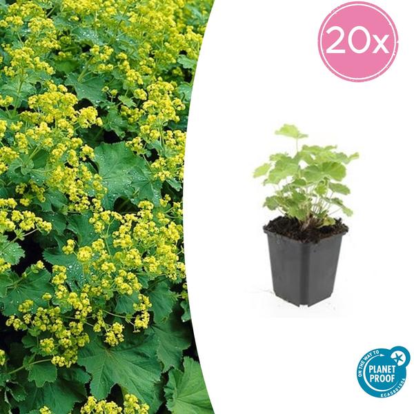 Alchémille Commune (Alchemilla Mollis) 'Mollis' - vue 7