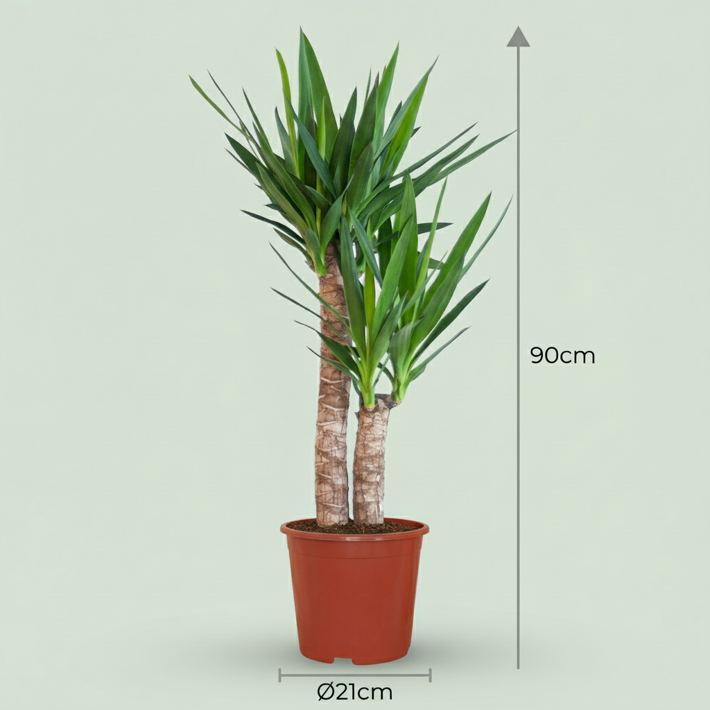 Yucca Elephantipes – Palmier yucca | Pot 21 cm