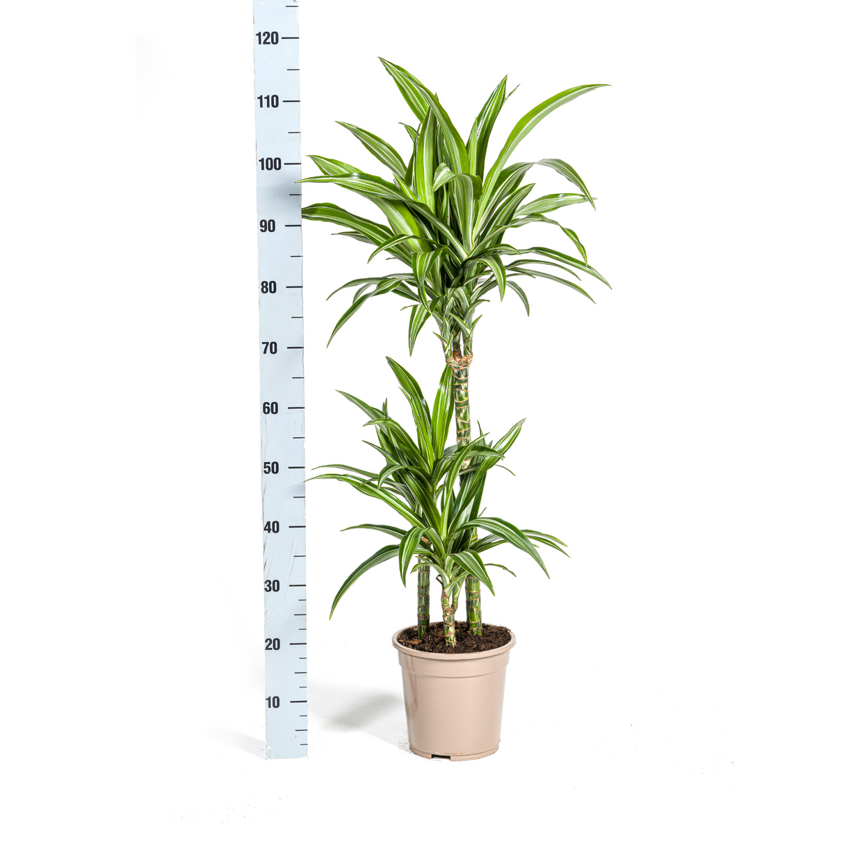Dracaena White Stripe