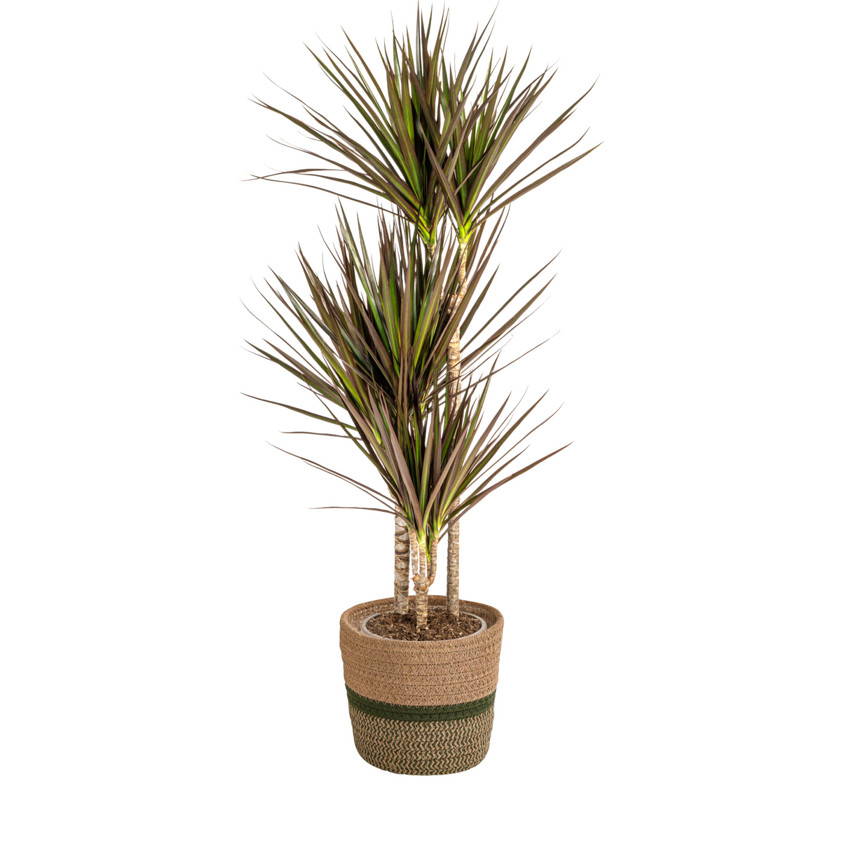 Dracaena Marginata Magenta avec cache-pot