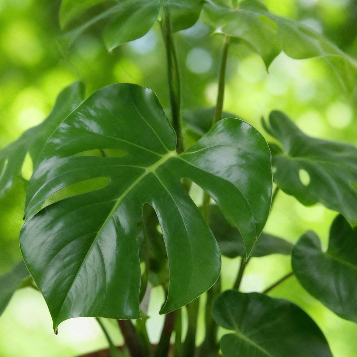 Monstera Deliciosa – Plante trouée | Grande taille, Pot 21 cm