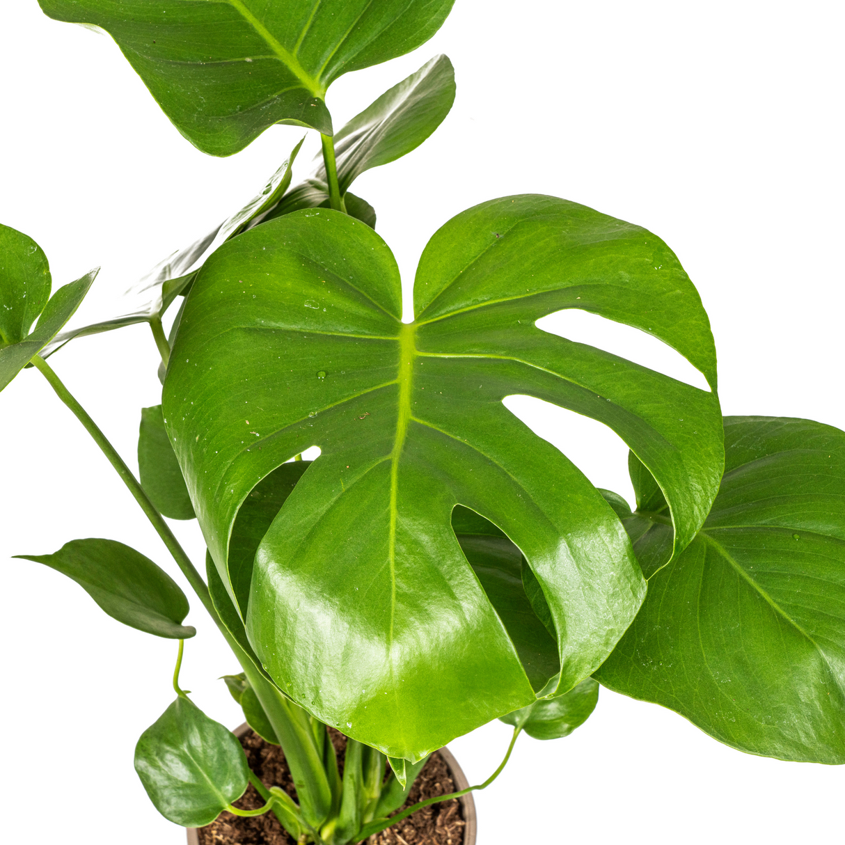 Monstera Deliciosa