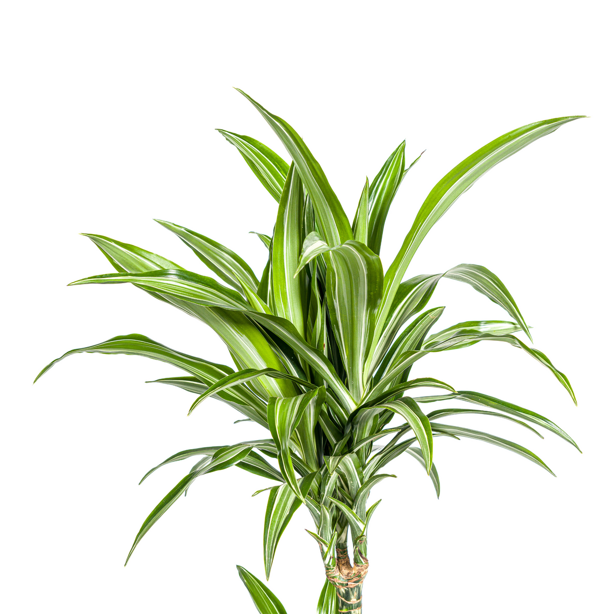 Dracaena White Stripe