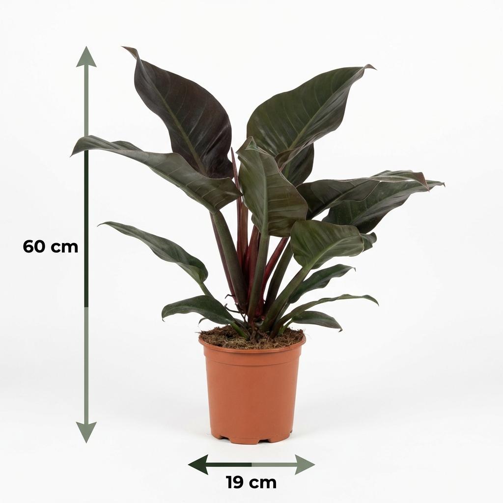 Philodendron Imperial Red | Pot 19 cm