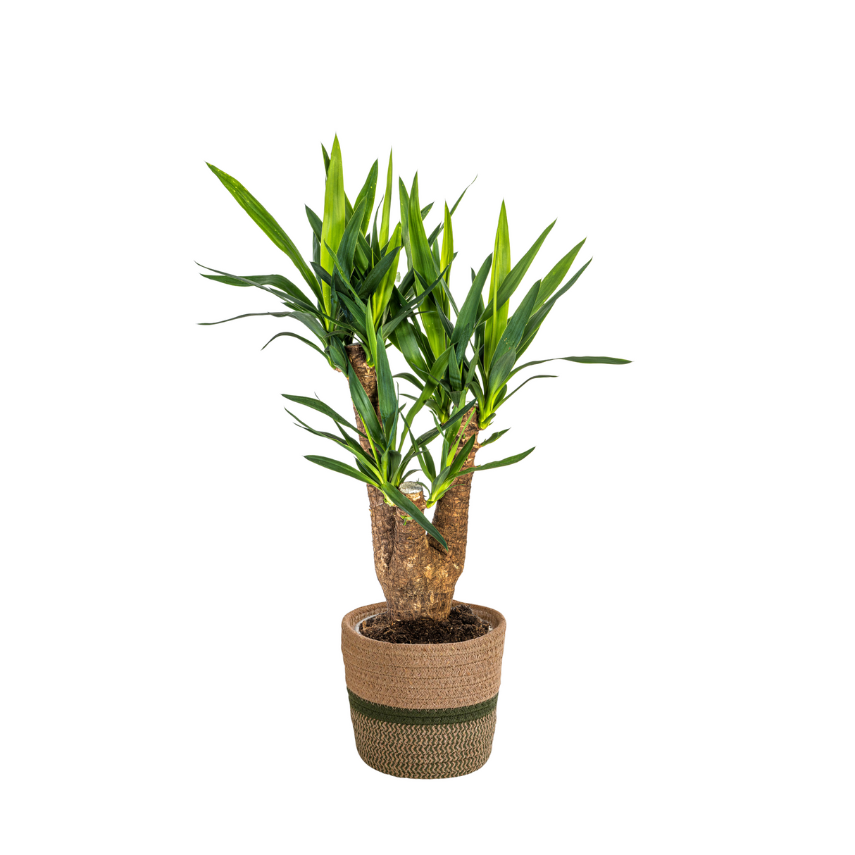 Yucca Branchu avec cache-pot