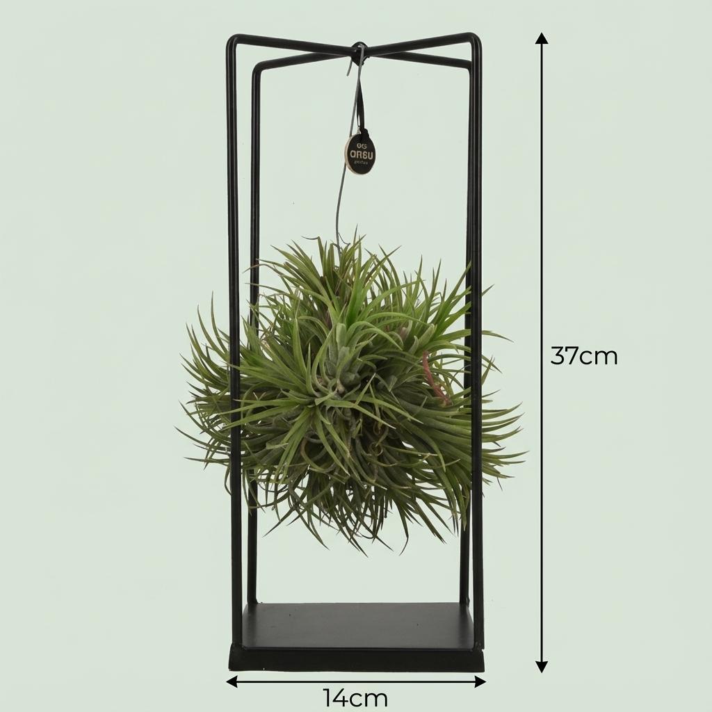 Tillandsia – Plante aérienne en décor | Ø 14 cm, Hauteur 37 cm