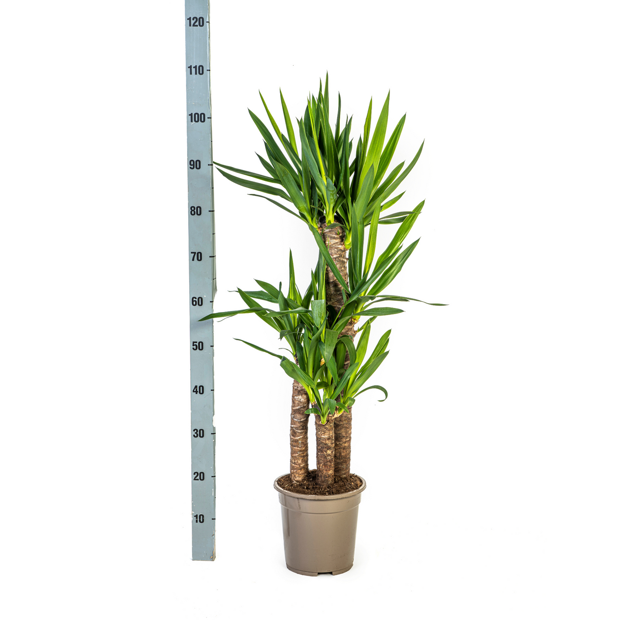 Yucca Elephantipes avec cache-pot