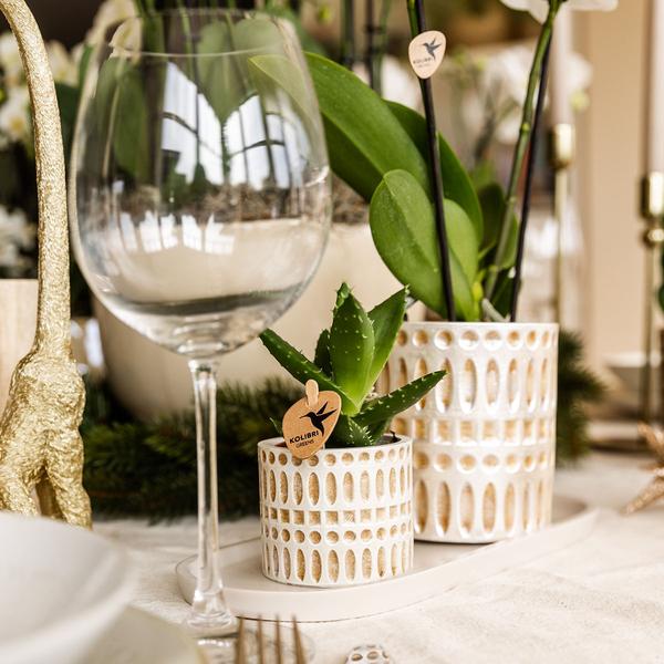 Kolibri Company | Plantenset Le Chic small | Witte Phalaenopsis Orchid Amabilis in Succulent incl. keramieken sierpotten op crème organisch dienblad