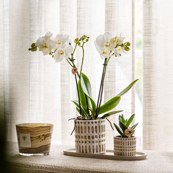 Kolibri Company | Plantenset Le Chic small | Witte Phalaenopsis Orchid Amabilis in Succulent incl. keramieken sierpotten op crème organisch dienblad