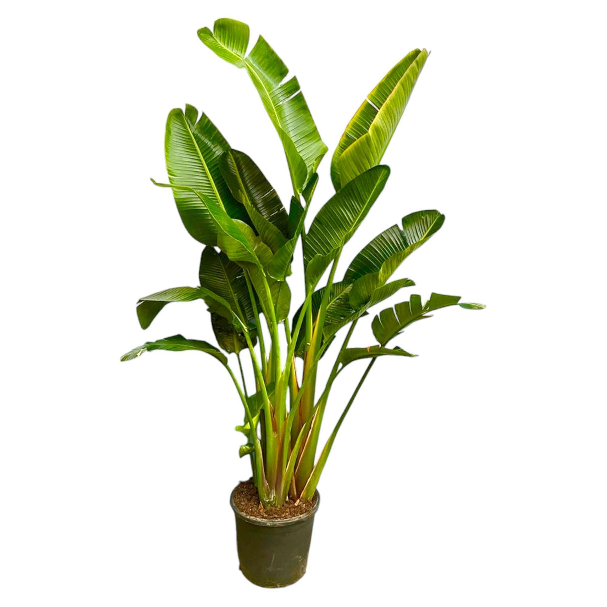 Strelitzia Augusta multi-stemmed