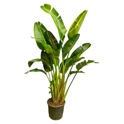 Strelitzia Augusta multi-stemmed