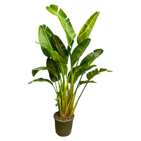 Strelitzia Augusta multi-stemmed