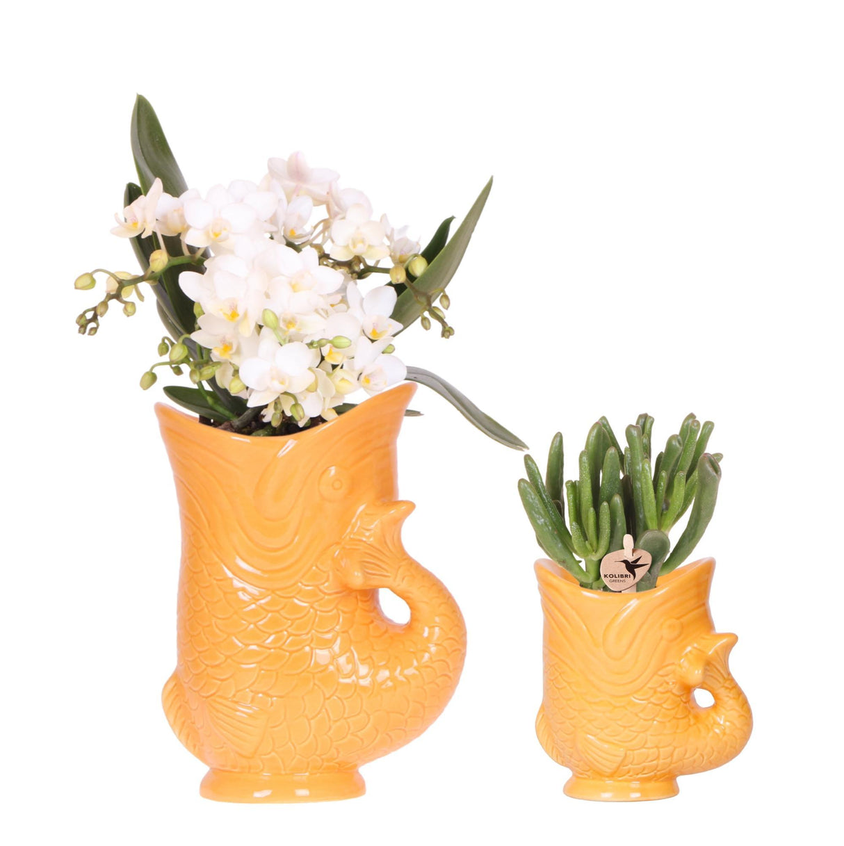 Kolibri Orchids | Set of witte orchidee Nazaré in succulent in Fish sierpot oranje - potmaat Ø9cm & Ø6cm | bloeiende kamerplant - vers van de kweker