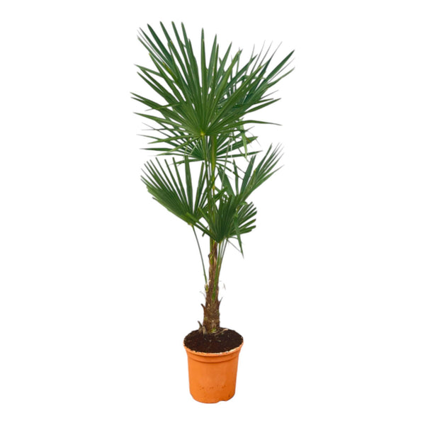 Trachycarpus Fortunei - 160 cm - Ø27cm