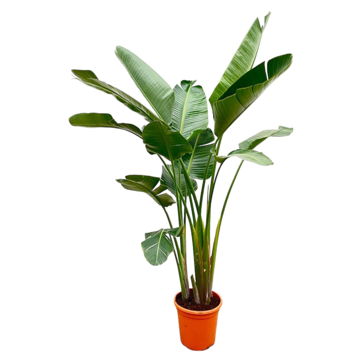 Luxury Strelitzia Augusta XXL - 250cm - ø38