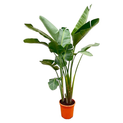 Luxury Strelitzia Augusta XXL - 250cm - ø38